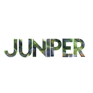 Juniper Logo Pic